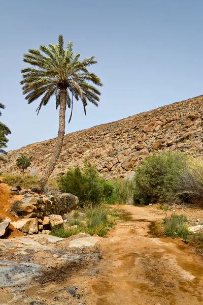Landscape with Palm Trees on Fuerteventura, Canary Islands, Spai — Stock Photo, Image