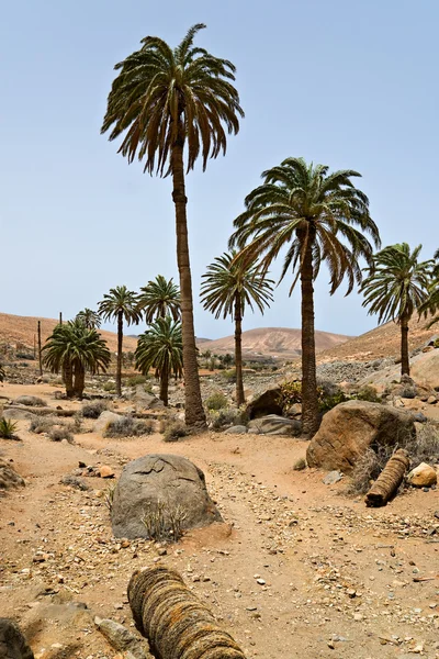 Táj Pálmafákkal Szegélyezett Fuerteventura Kanári Szigetek Spanyolország — Stock Fotó