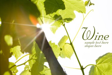 Green wine leaves clipart