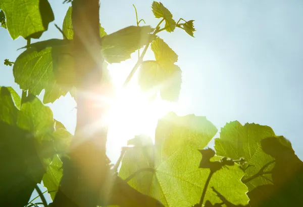 Folhas de vinho verde — Fotografia de Stock