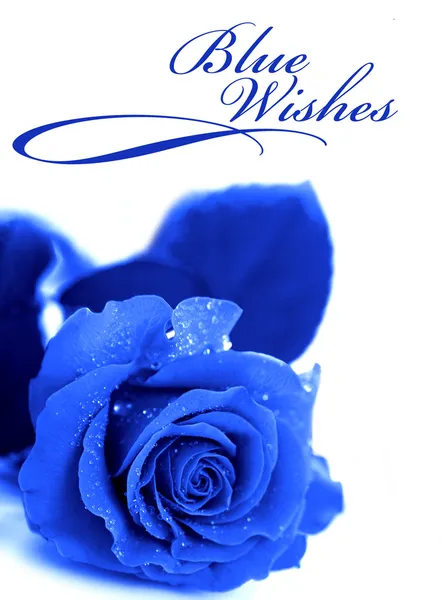 Blue rose isolated on white background — Stock Photo, Image