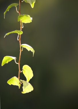 Small wine twig with green leaves. Blurred background. clipart