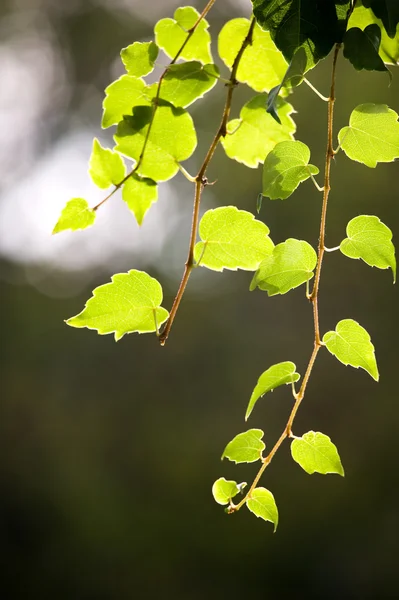 Leaf druvor vinstockar — Stockfoto