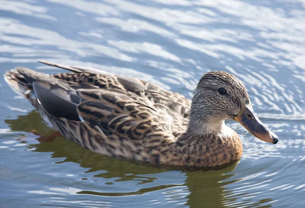 Güzel ördek — Stok fotoğraf