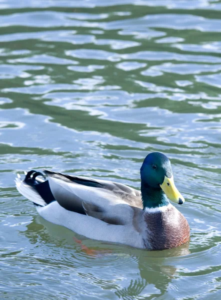 Güzel ördek — Stok fotoğraf