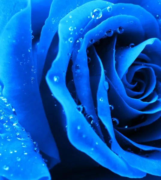 宏蓝玫瑰μακροεντολή μπλε τριαντάφυλλο — Φωτογραφία Αρχείου