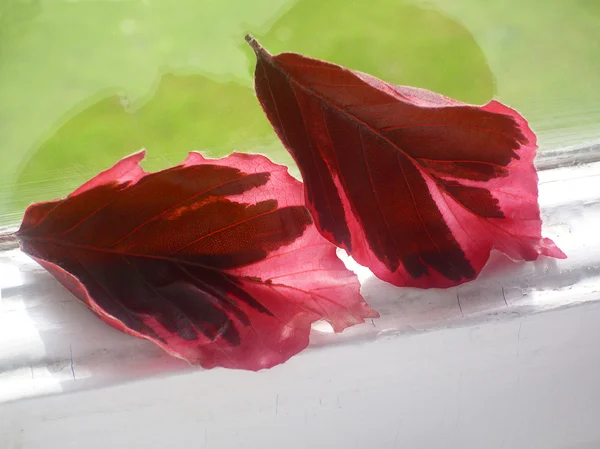 Red oak leaves on the window. — Stock Photo, Image