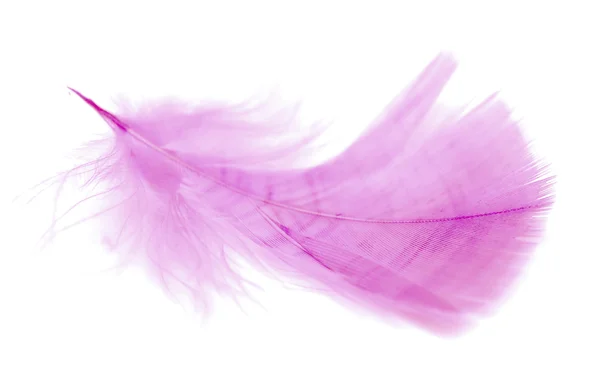 粉红色的羽毛 — 图库照片