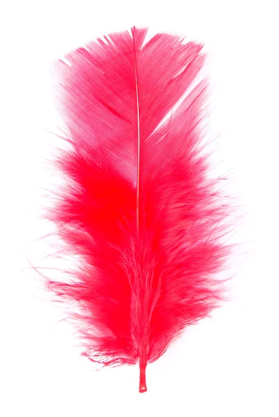 红羽毛 — 图库照片