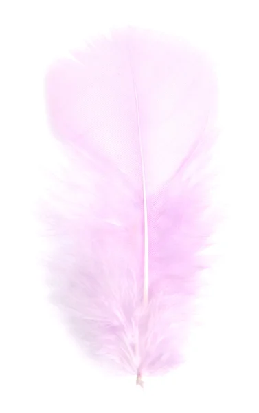 Pink feather — Stock Photo, Image