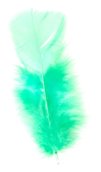Green feather — Stock Photo, Image