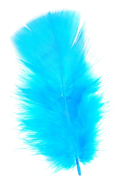Niebieski pióro — Zdjęcie stockowe