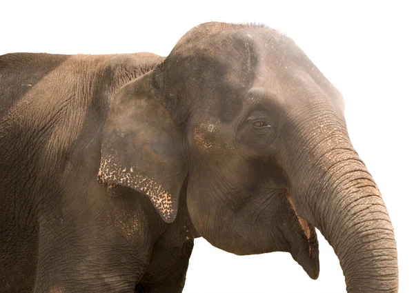 Улыбающийся слон — стоковое фото