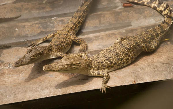 Two crocodiles — Stock Photo, Image