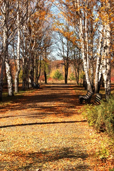 stock image Birches