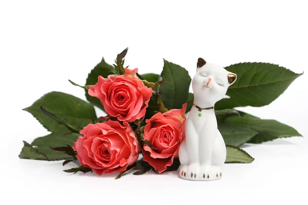 Branco bichano gato — Fotografia de Stock