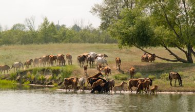 Sulama üzerinde at sürüsü