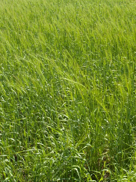 Grass- — Stock Photo, Image