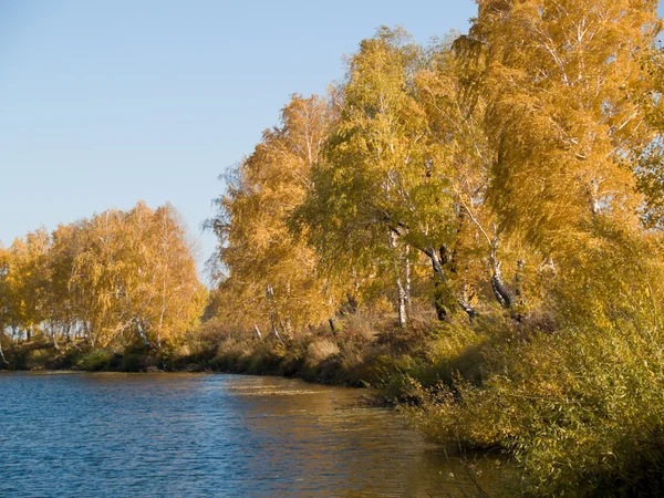 Осенний Пейзаж Деревьями Желтыми Листьями — стоковое фото