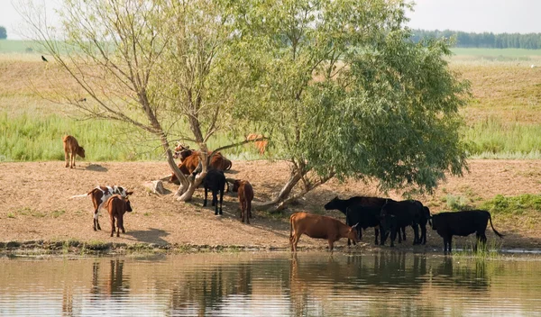 Ένα Κοπάδι Των Αγελάδων Για Πότισμα — Φωτογραφία Αρχείου