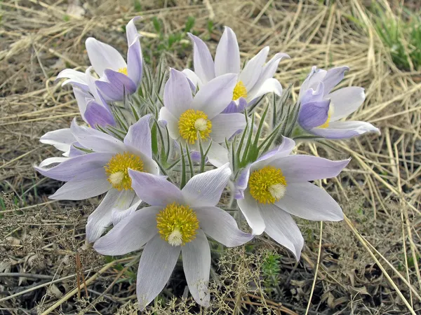 stock image Snowdrops