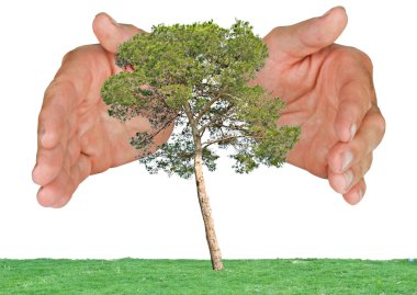 Pine tree protected by hands clipart