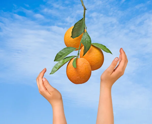 Branch Oranges — Stock Photo, Image