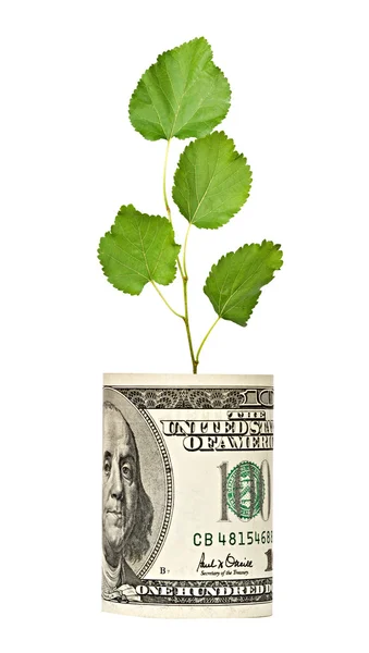 Tree Shoot Growing Dollar Bill — Stock Photo, Image