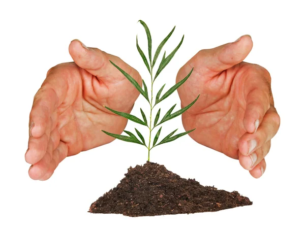 Tree Protected Hands — Stock Photo, Image