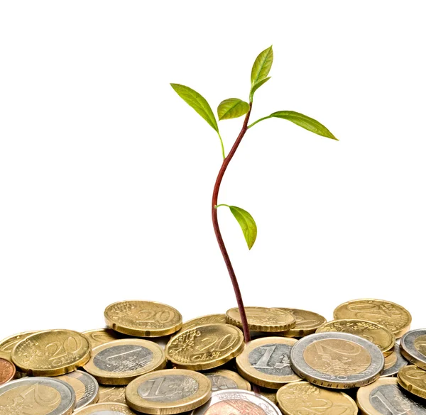 Avocado Seedling Growing Pile Coins — Stock Photo, Image