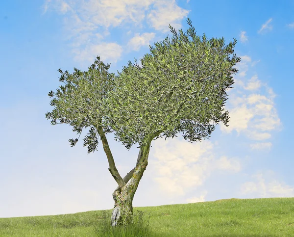 Olive Tree Meadow — Stock Photo, Image