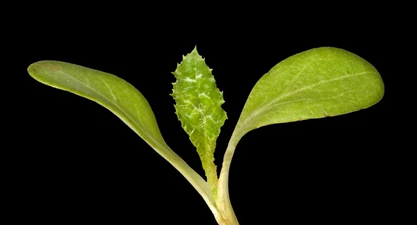 Groddplanta Isolerad Svart Bakgrund — Stockfoto