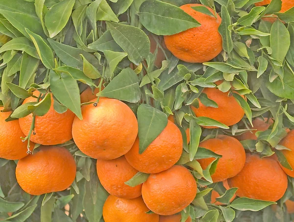 Dojrzałe mandarynki na drzewo — Zdjęcie stockowe