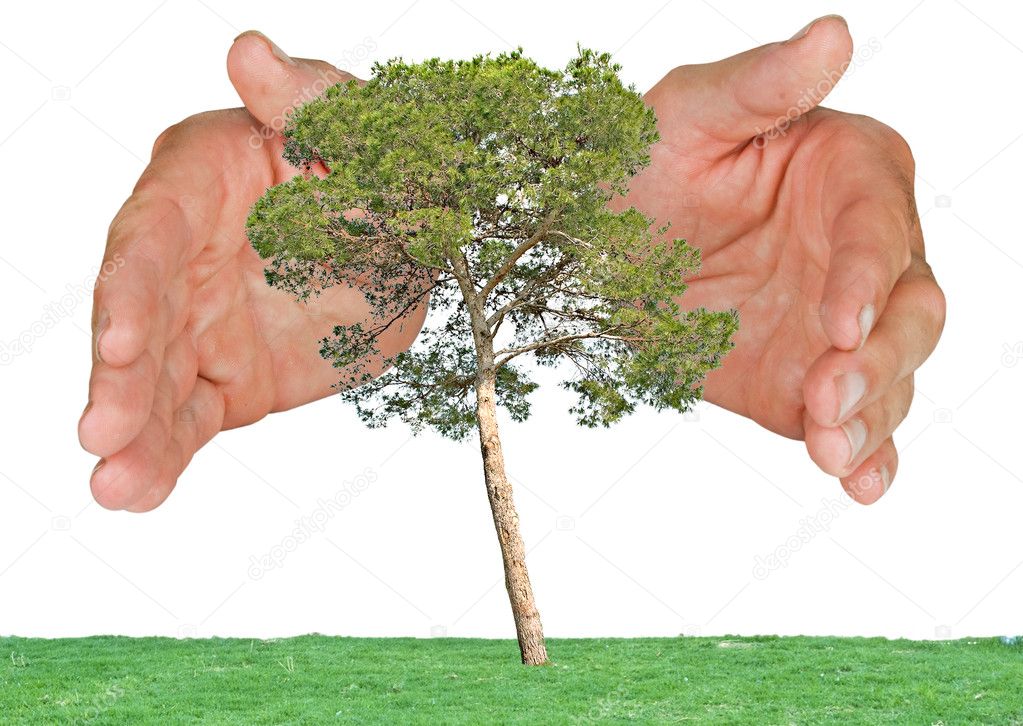 Pine tree protected by hands