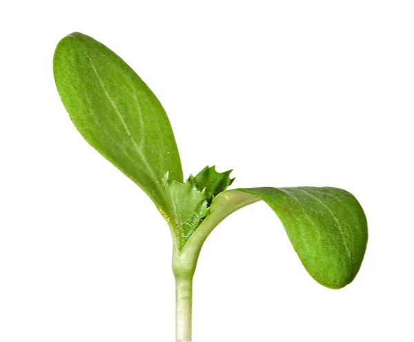 Groddplanta Isolerad Vit Bakgrund — Stockfoto
