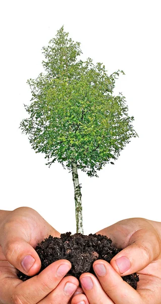 Träd Händerna Som Symbol För Naturen Potection — Stockfoto