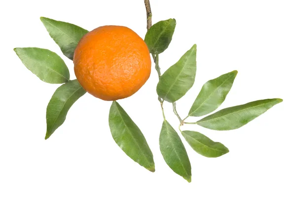 Mandarina en rama —  Fotos de Stock