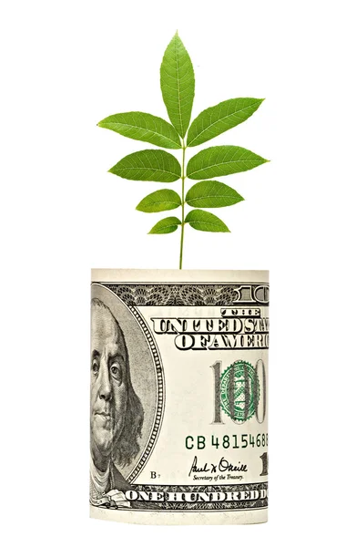 Tree shoot growing from dollar bill — Stock Photo, Image