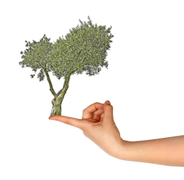 橄榄树在手指上 — 图库照片