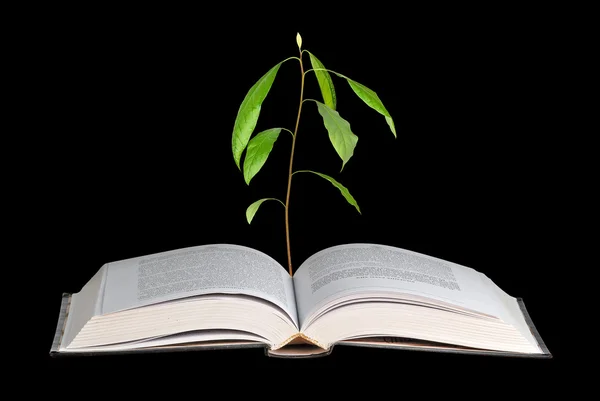 Plántulas Aguacate Que Crecen Libro Abierto — Foto de Stock