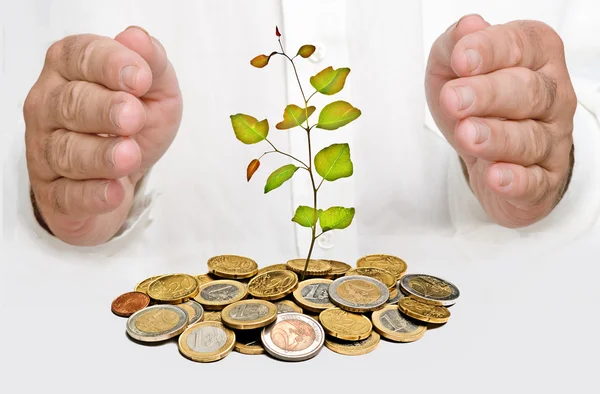 Palms Protecting Tree Growing Pile Coins — Stock Photo, Image