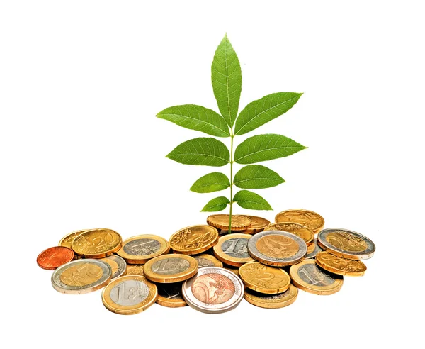 Tree Growing Pile Coins — Stock Photo, Image