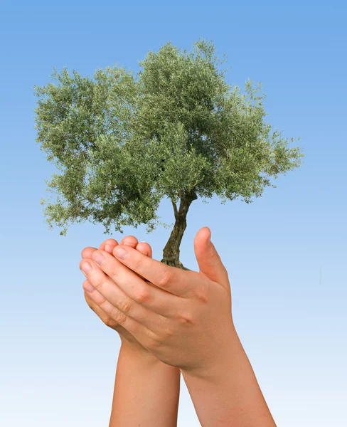 Δέντρο Ελιάς Στα Χέρια Σύμβολο Της Προστασία Της Φύσης — Φωτογραφία Αρχείου