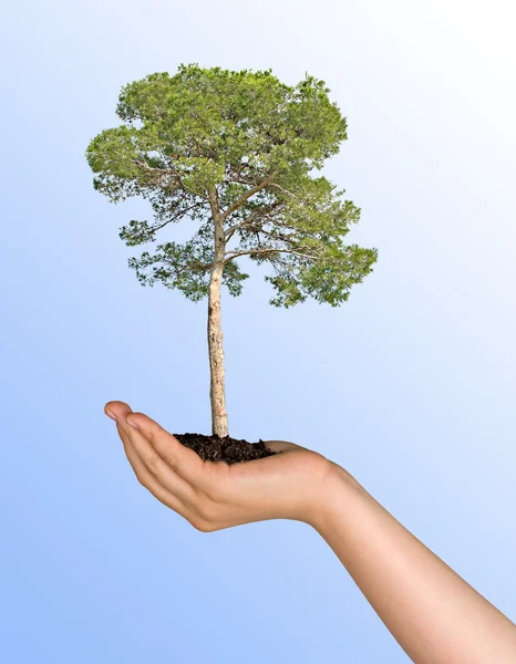 Drzewo sosnowe w ręku, jako symbol ochrony przyrody — Zdjęcie stockowe