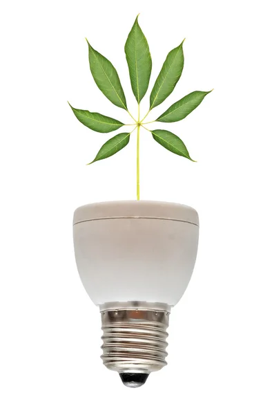 Drzewo Rośnie Podstawy Lampy Fluorescencyjne — Zdjęcie stockowe