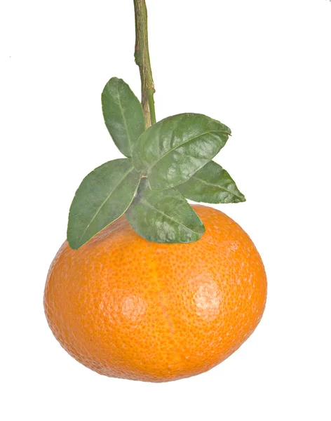 Tangerines Pada Branch — Stok Foto