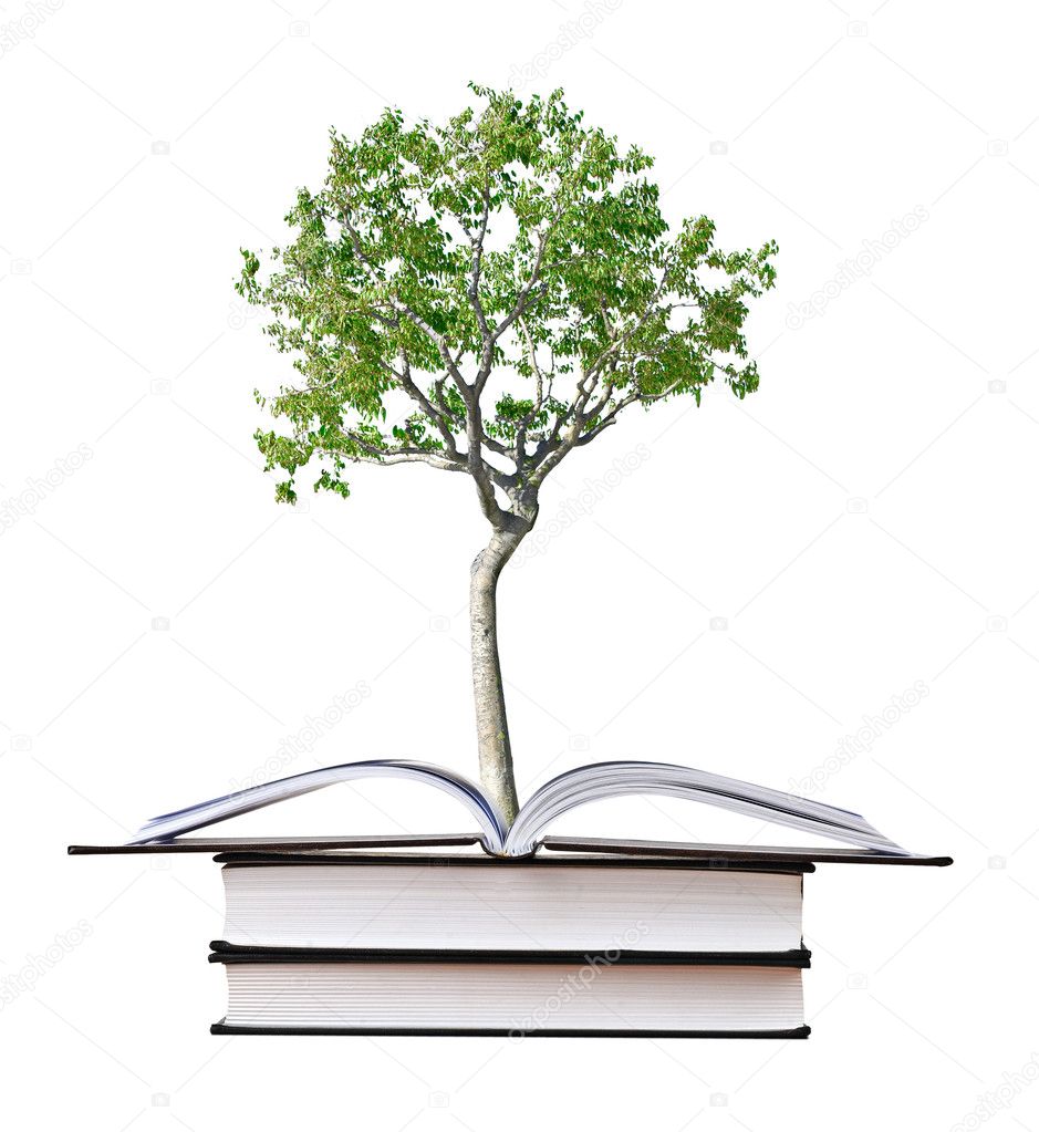 Birch tree growing from book