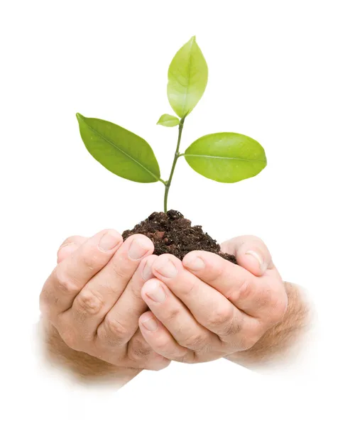 Tree sprout in hands — Stock Photo, Image
