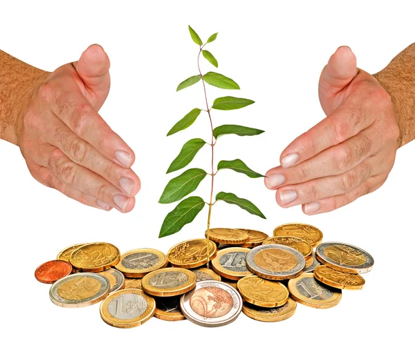 Handen bescherming boom groeien uit de stapel van munten — Stockfoto