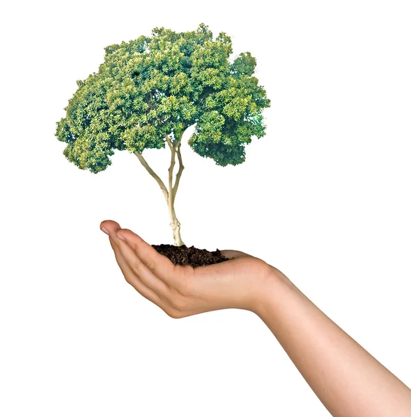 Árvore Palma Mão Como Símbolo Proteção Natureza — Fotografia de Stock